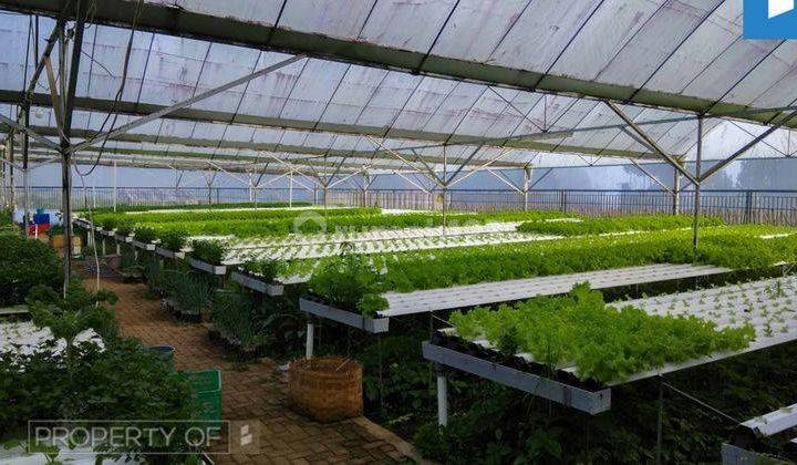 Dijual Gudang dan Greenhouse Sayuran Hidroponik di Lembang SHM 1