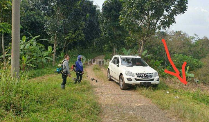 Tanah Kebun  dilepas Murah Meriah di Kawasan Jonggol  Bogor Jawa Barat 2