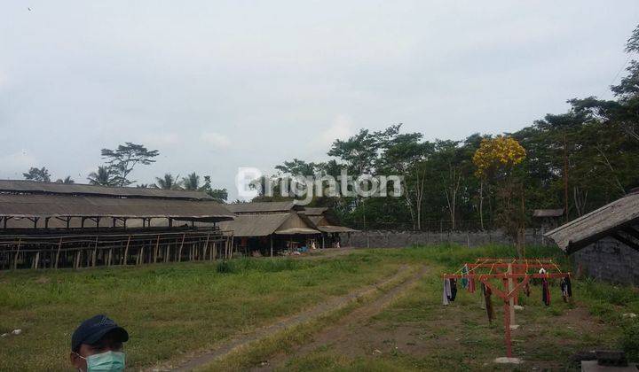 TEMPAT ATAU LAHAN LANGKA COCOK UNTUK PETERNAKAN AYAM DI DAERAH KERTOSARI LUMAJANG 1