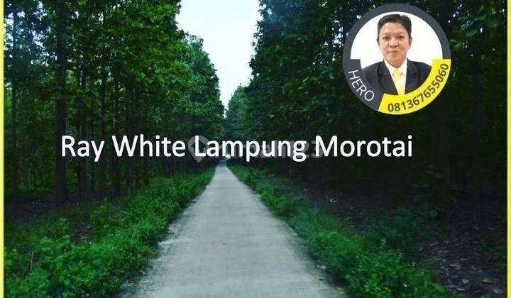 MURAH TANAH BERIKUT KEBUN JATI SELUAS 76 HEKTAR DI NATAR LAMPUNG SELATAN 1