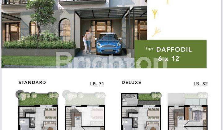 Graha Natura Dandelion Type Daffodil Standart 1