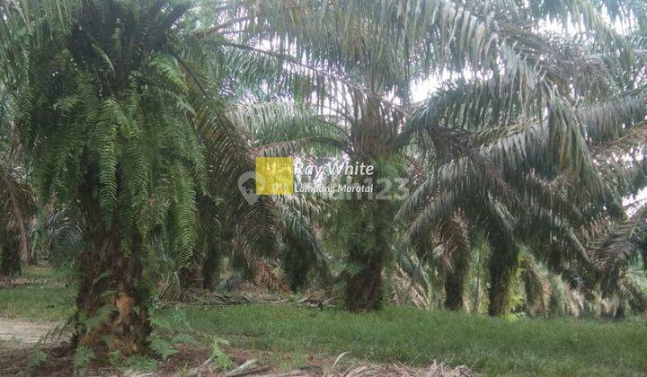 Kebun Sawit 100 Hektar di Way Kanan 1