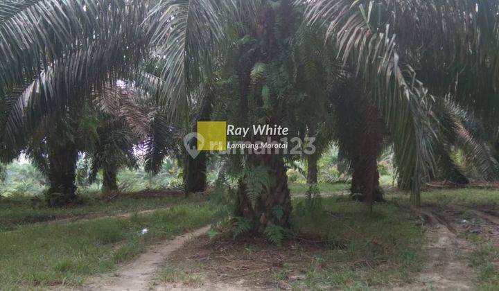 Kebun Sawit 100 Hektar di Way Kanan 2