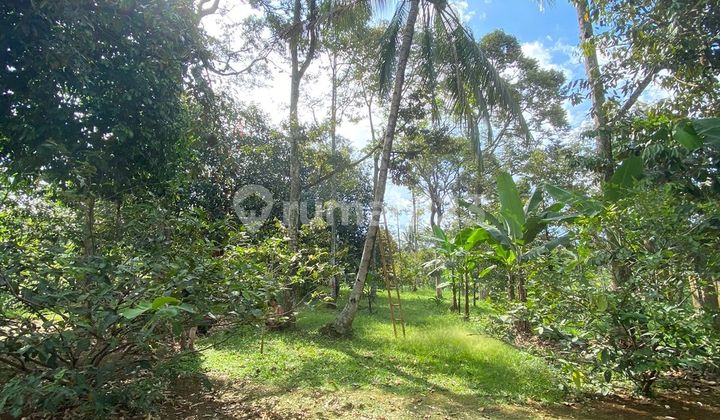 LAHAN DAN RUMAH KEBUN ASRI DI CARIU BOGOR 1