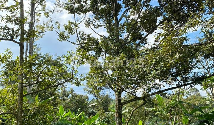 LAHAN DAN RUMAH KEBUN ASRI DI CARIU BOGOR 2