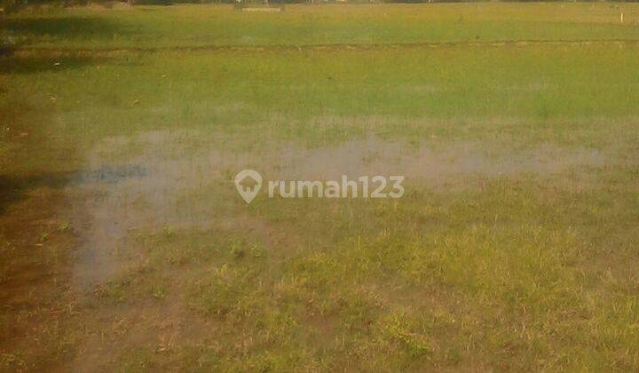 Kavling tanah/sawah luas 7000m harga cuma 350rb, MURAAAH!!! 2