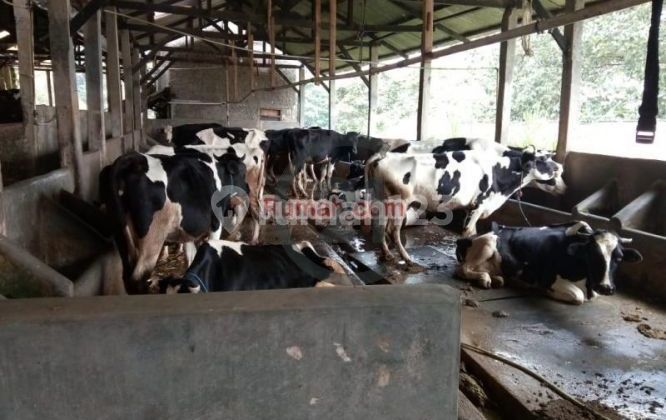 TURUN HARGA!! Villa dengan Peternakan Sapi 2