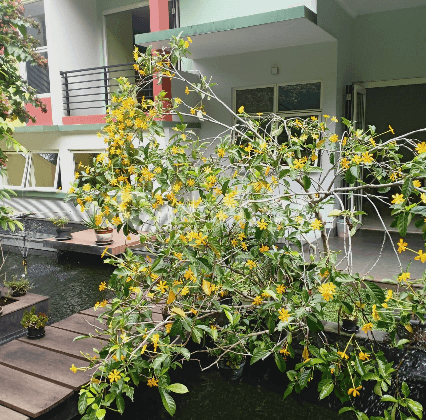 Rumah mewah elegan banyak pohon buah di taman telaga golf 2