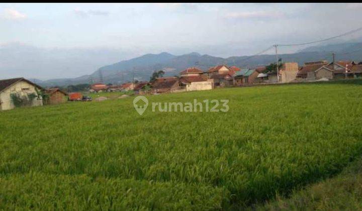 Sawah aktiv penghasilan padi 6ton pertahun di  majalaya bandung 2