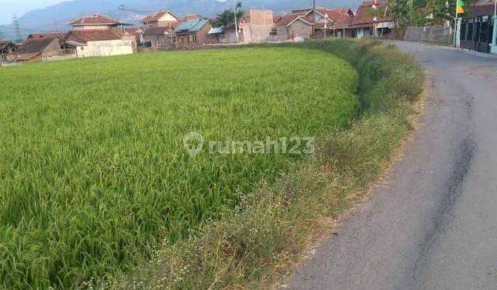 Sawah aktiv penghasilan padi 6ton pertahun di  majalaya bandung 1