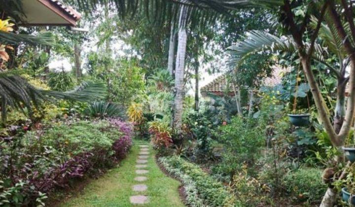 Villa Hijau 1500m Godean, Rumah Kolam Renang Menawan, Wates Kulon Progo Dekatan 2