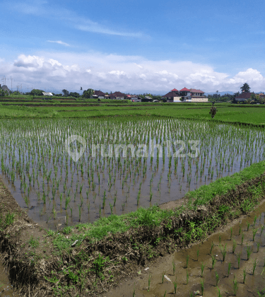 Rumah lantai 2 view sawah keren siap Huni harga nego  2