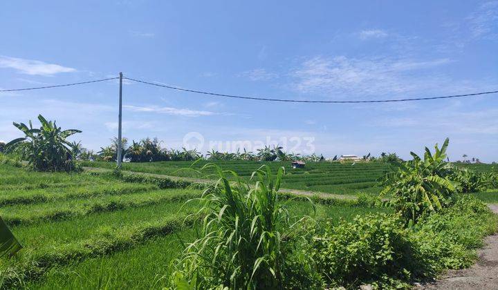 LUX VILLA TUMBAK BAYUH CANGGU 2