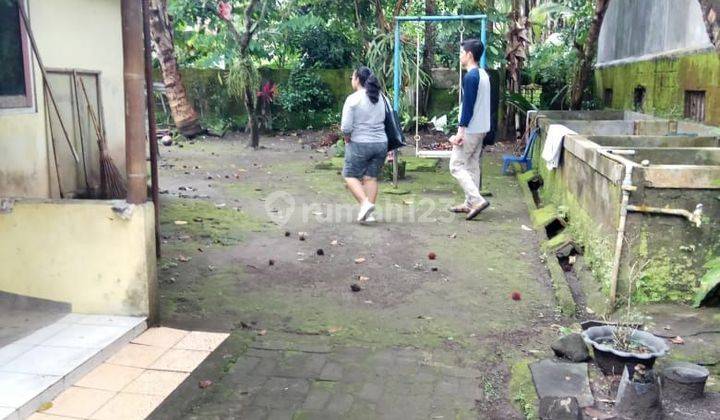 Rumah Murah Halaman Luas Bonus Kebun Buah di Seyegan dkt Pemda Sleman 2