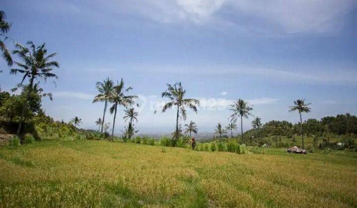 Rice Field View Land  In Singaraja 1