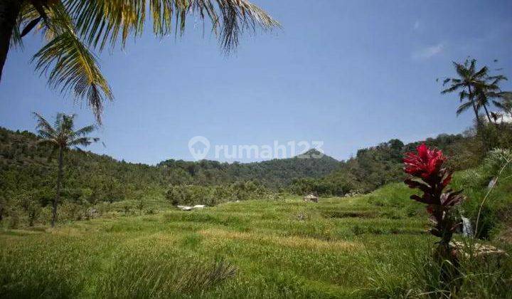 Rice Field View Land  In Singaraja 2