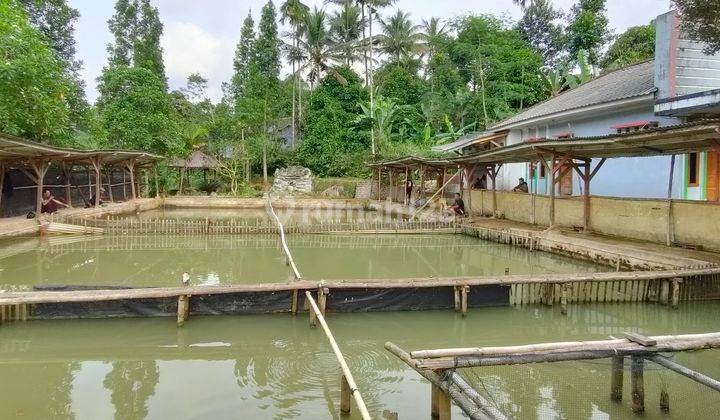 Rumah + Kolam Pemancingan + Sawah Dijual Murah di Pinggir Jalan Purwakarta 1