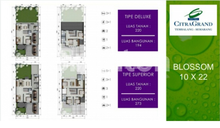 CITRAGRAND BLOSSOM 2