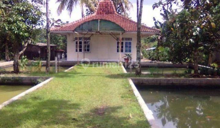 Rumah lama halaman luas di warung kondang cilaku ci anjur jawabarat 1