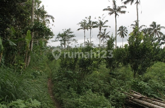 Land For Sale Payangan - Bali 1
