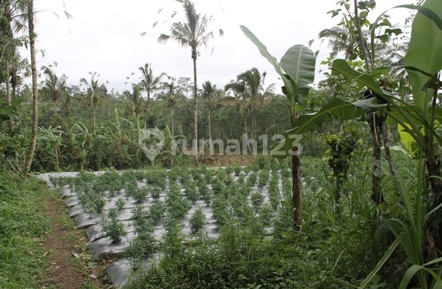Land For Sale Payangan - Bali 2