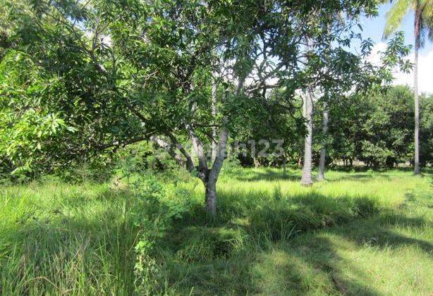 Land For Sale Beach Front 2