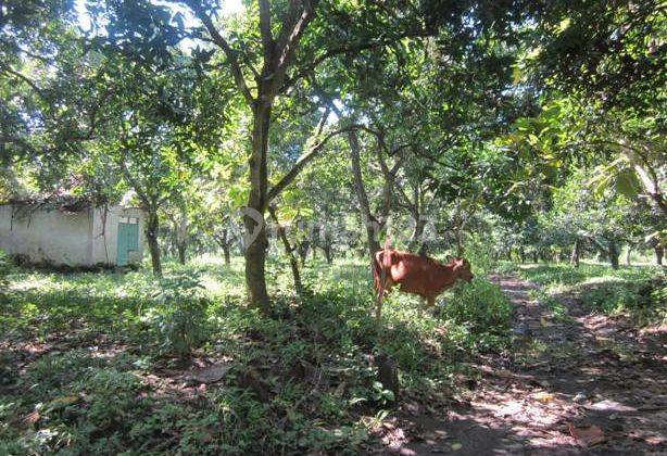 Land For Sale Close From Internasional North Airort Project. 2