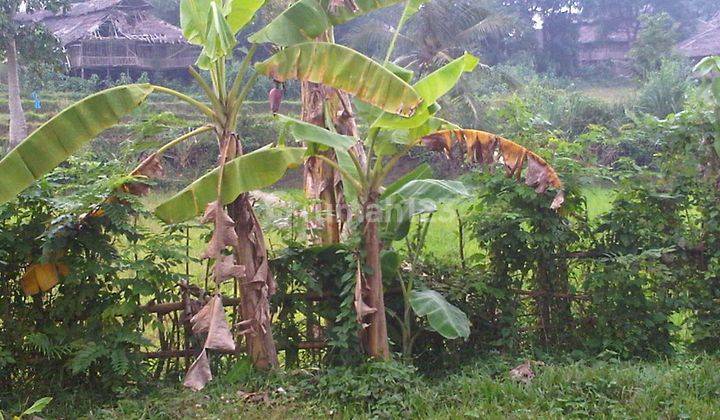 Dijual murah Tanah Kebun Di Tanjung Lesung Pandeglang 1