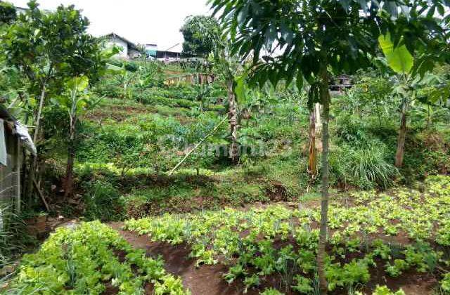 TANAH STRATEGIS SERSAN BAJURI SAYAP SETIABUDI BAGUS UNTUK INVESTASI DAN BERKEBUN 1