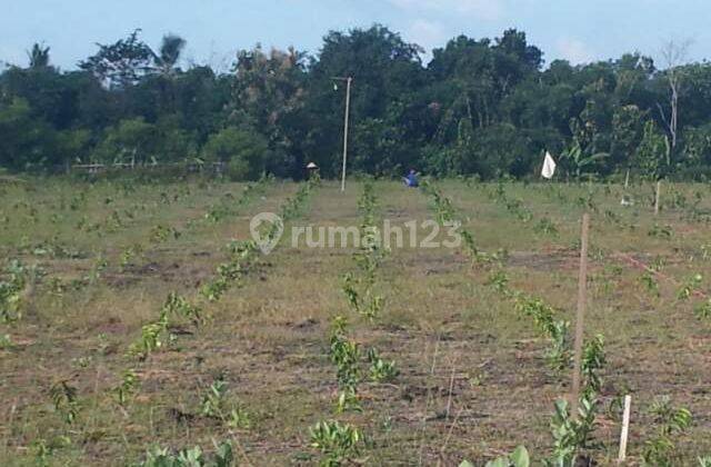 Land 2.43 Ha near fish processing, Harbor, Pengambengan, Negara, Jembrana 2