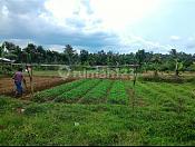 Tanah Kebun Strategis Jalur Angkot Wisata Gunung Salak Bogor Tanah Kebun Strategis Jalur Angkot Wisata Gunung Salak Bogor