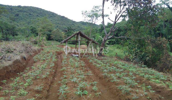 Tanah Subur Kebun Sayuran Tenang Dan Asri Dekat Pasar Ciampea  1