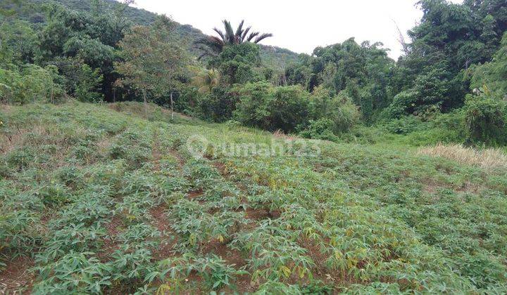 Tanah Subur Kebun Sayuran Tenang Dan Asri Dekat Pasar Ciampea  2