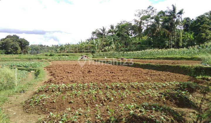 Tanah Subur Strategis Jalur Wisata Gunung Salak For Villa Kebun 2