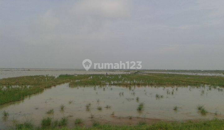 Tanah Sawah Strategis Untuk Kandang dan Pertanian Di Losarang . 1