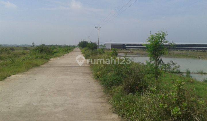 Tanah Sawah Strategis Untuk Kandang dan Pertanian Di Losarang . 2