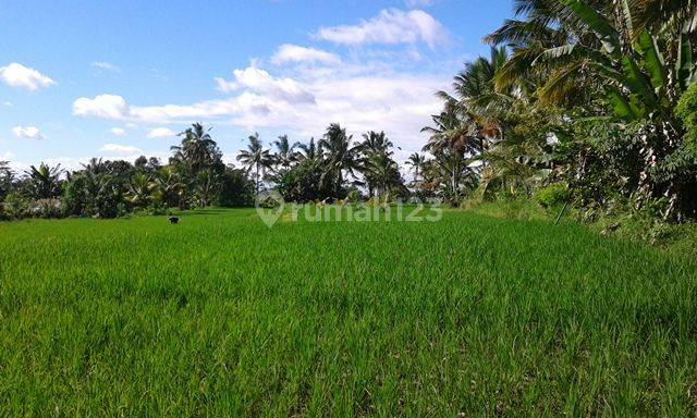 Tanah dengan harga murah karena kebutuhan yang mendesak 2