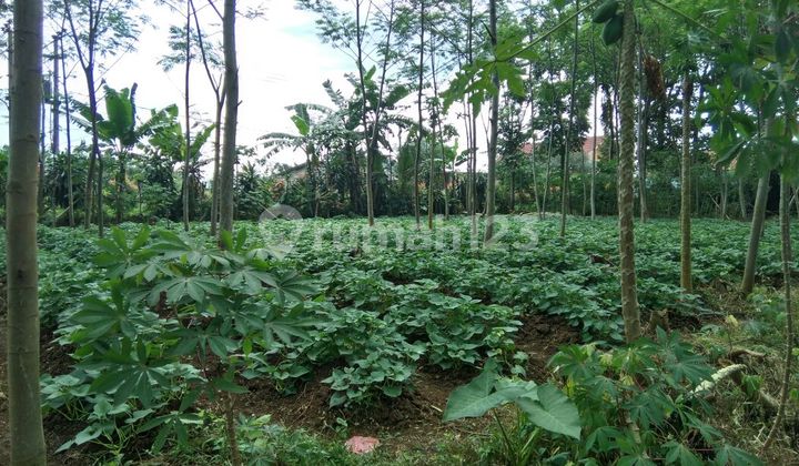 Tanah Strategis Untuk Kost Cibanteng Dekat Kampus IPB Tanah Strategis Untuk Kost Cibanteng Dekat Kampus IPB