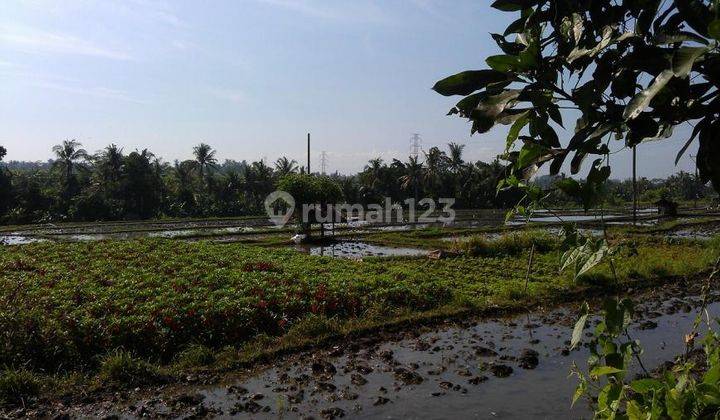 Tanah Dijual, Luas 2.000m2, View Sawah, Di Batuan, Ubud, Bali 1