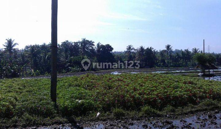 Tanah Dijual, Luas 2.000m2, View Sawah, Di Batuan, Ubud, Bali 2