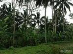 Tanah Dijual, 66.118m2, View Sawah Sungai, di Bresela, Ubud, Bali 2