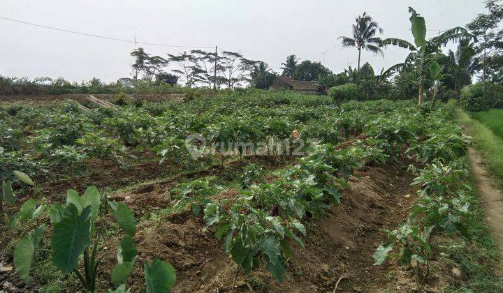 Tanah Subur Jl Situ Daun Dekat Wisata Dan PasaR 2