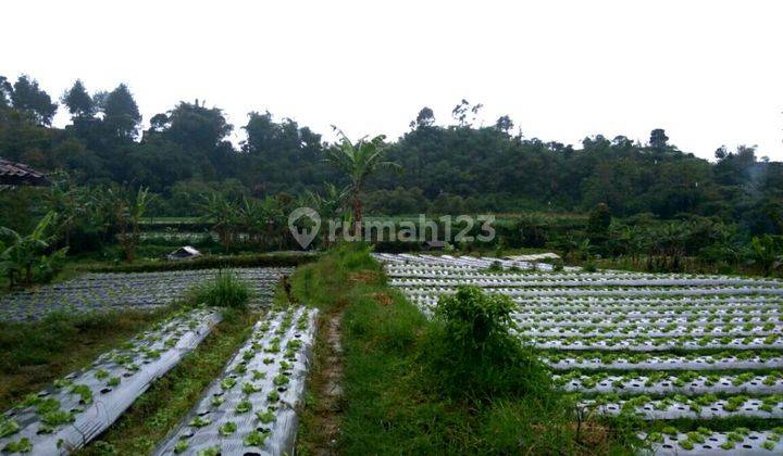 Tanah Murah Sejuk Air Subur Tembus Maribaya dan Dago di Lembang Bandung 1