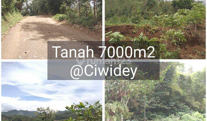 Tanah Bukit Strategis Murah Subur View Bagus di Ciwidey Bandung 2