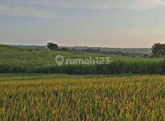 MURAAH Puool Tanah Bareng Perbatasan Wonosalam Jombang NOOL Jalan Raya 1