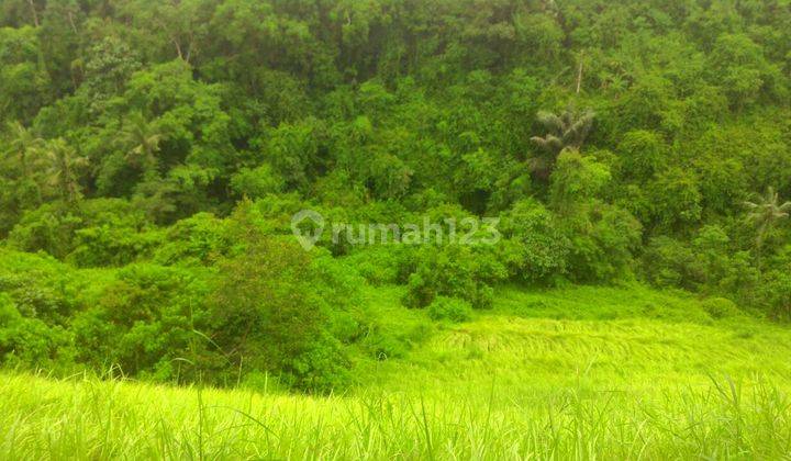 Ubud Gianyar luas tanah 14800 strategis dan indah NEGOOOO 1