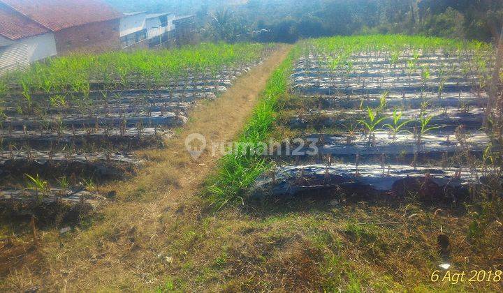 tanah kebun di cilame, ngamprah dekat H. Gofur Pakuhaji 1