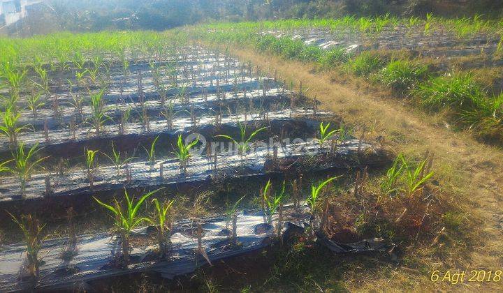 tanah kebun di cilame, ngamprah dekat H. Gofur Pakuhaji 2