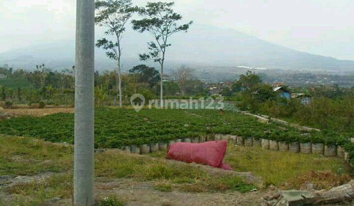 Sangat dekat dengan Lumbung Strawberry Batu 1