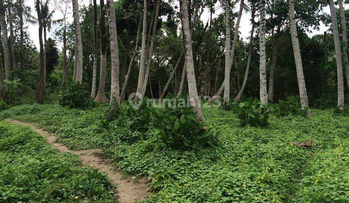 Tanah di nyambu tabanan bali cocok utk cluster perumahan,villa komplek atau kavling 2